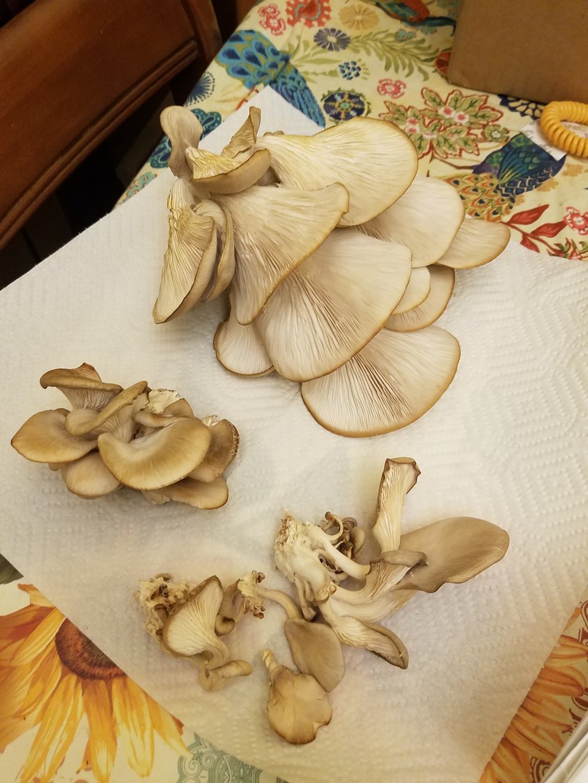 This oyster mushroom kit was not only fun to grow but only took a week and a half from start to finish.